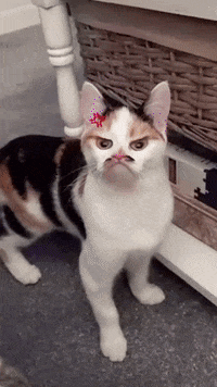 Hungry Cat GIF by LorenzoTheGawd - Find & Share on GIPHY